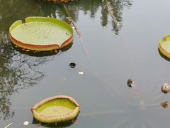 -上海滨江森林公园