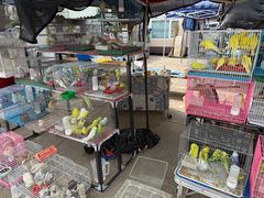 -中环花鸟鱼虫市场