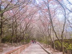 -樱花山风景区