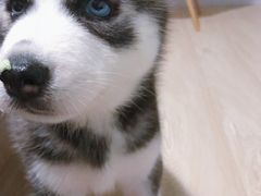 -芭比堂宠物医院·全科爱猫医院·仁德分院