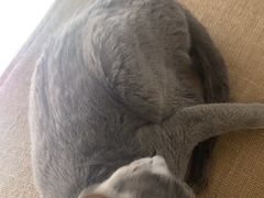 -琪喵猫屋·撸猫猫咖·猫舍