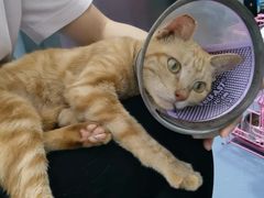 -宠物星动物医院·眼科·异宠·猫科(江南大道总院)