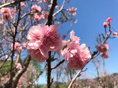 -天适樱花悠乐园