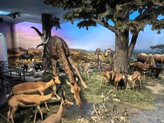 -国家自然博物馆