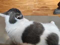 -MOCHA明星猫咖(田子坊店)