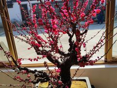 -无锡梅园公园