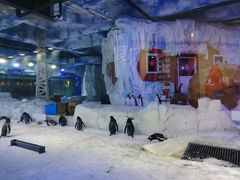 -芜湖新华联大白鲸海洋公园