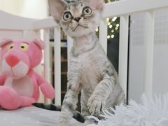 -十年猫舍·猫咪专门店(普陀店)