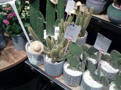 -豆豆花艺(新光天地店)