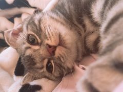 -宠爱国际动物医院·消化内科·心肾内科·ISFM猫友好(望京店)