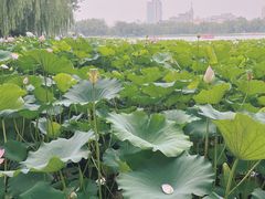 -莲花池公园