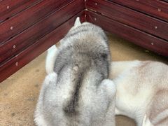-TrueLove @ Neverland (Husky Cafe)