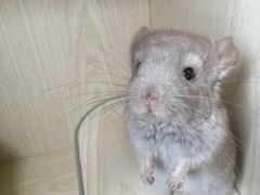 -雨林宠物医院 非犬猫异宠专科