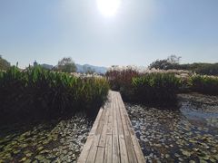 -长兴太湖图影湿地文化园