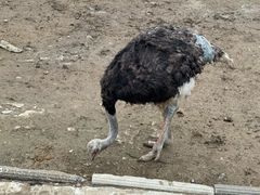 -栾川竹海野生动物园