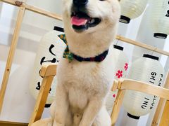 -柴迷FANS CLUB·柴犬狗咖·猫咖