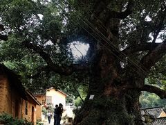 -杨家堂村