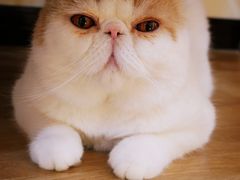 -滚猫咖啡·猫咖·猫友好撸猫(未来城店)