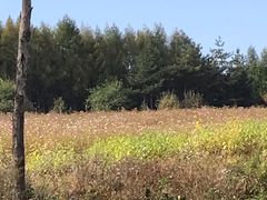 -帽儿山国家森林公园