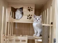 -欣宠猫屋·矮脚拿破仑·蓝金金渐层