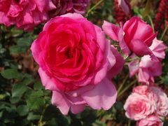 -深圳国际园林花卉博览园