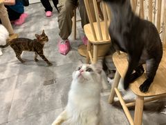 -楼上猫咖(罗湖店)