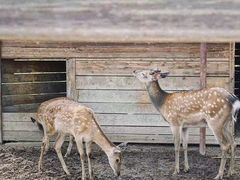 -安德鲁户外烧烤帐篷营地(马泉营店)