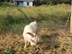 -长兴岛郊野公园农场食堂
