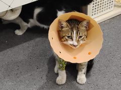 -伟伟宠物医院·CT影像中心·瑞派犬猫综合性门诊(汉口总院)