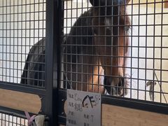 -北京群众马术培训基地