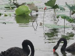 -长春市南湖公园