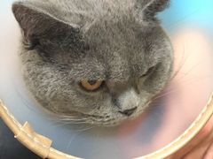 -瑞鹏宠物医院·骨科·猫科·内科(第一中心)