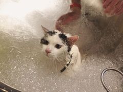 -PETKIT 小佩宠物·低压洗护·美容·寄养(安远店)