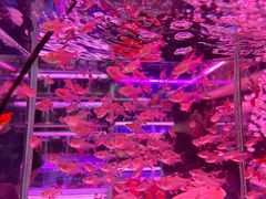 -花鸟鱼虫鲜花绿植市场(玉泉路店)