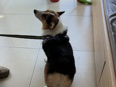 -宠福鑫康馨动物医院·骨科·眼科