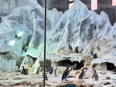 -帝企鹅自助餐厅•儿童岛•真企鹅(长隆企鹅酒店)