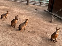 -苏州太湖西山岛开心农场