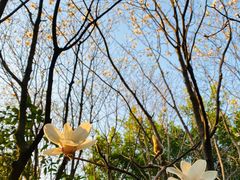 -雁南飞茶田景区