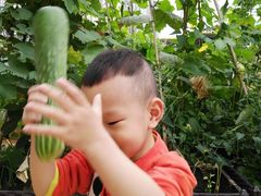 -蜜蜂小象·榴莲千层蛋糕(时代汇11栋店)