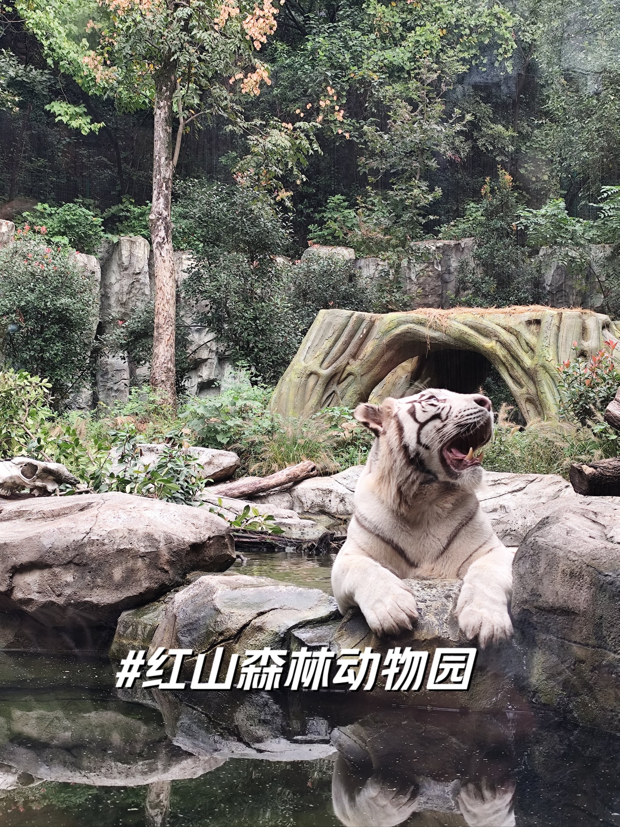 红山动物园抖音文案=红山动物园游玩作文400字
