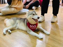 -Husky Go! 哈士奇体验馆·宠物咖啡厅狗咖