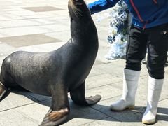 -烟台海昌鲸鲨海洋公园