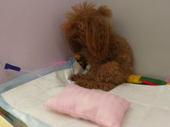 -天津前进宠物医院(前进道店)