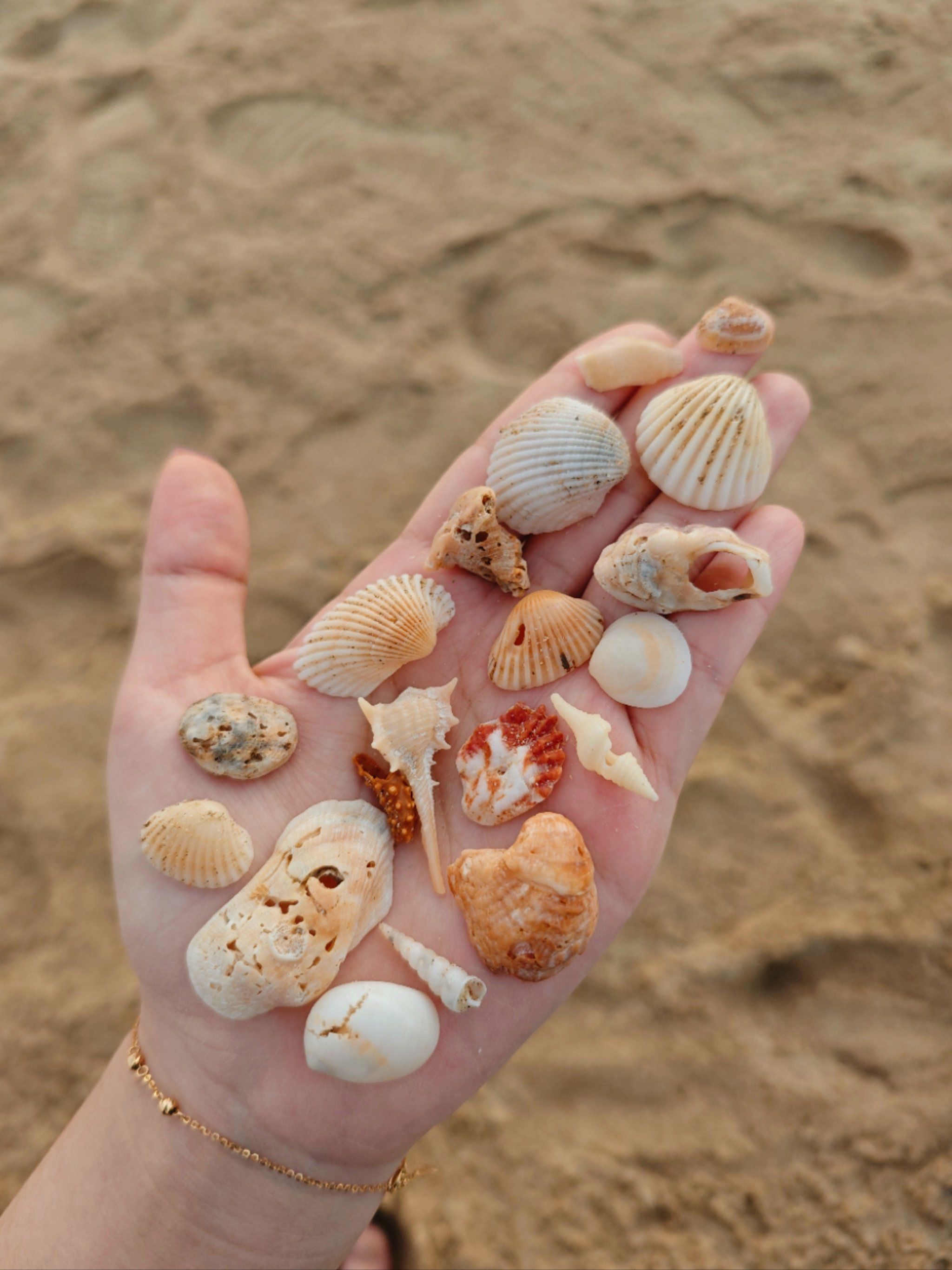 海边的漂亮小贝壳