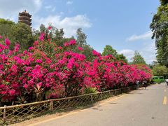 -深圳仙湖植物园