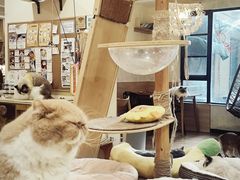 -滚猫咖啡·猫咖·猫友好撸猫(未来城店)