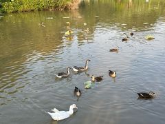 -海珠湖公园