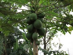 -东寨港红树林旅游区