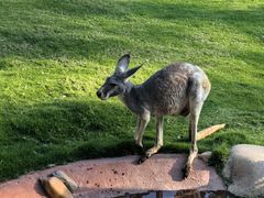 -泉州海丝野生动物世界