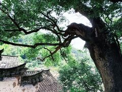 -杨家堂村